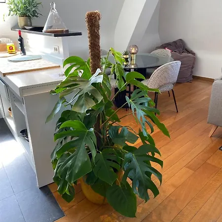 Definitief Gesloten Lejlighed *